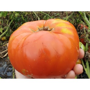 Tomato 'Red Brandywine, Potato Leaf' Seeds (Certified Organic)