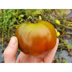 Tomato 'Rosso Bruno' AKA 'Kumato' Seeds (Certified Organic)