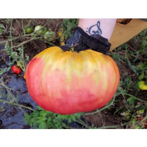 Tomato 'Ponderosa Pink' Seeds (Certified Organic)