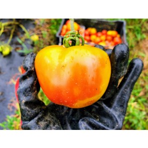 Tomato 'Old German' 