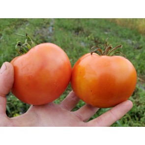 Tomato 'Sioux' 
