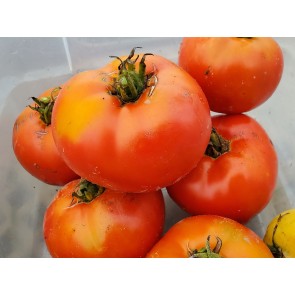 Tomato 'Wisconsin 55' Seeds (Certified Organic)