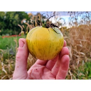 Tomato 'White Zebra' AKA 'Blonde Boar' Seeds (Certified Organic)