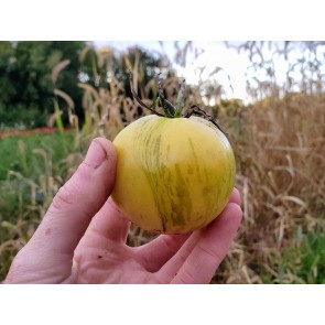 Tomato 'White Zebra' AKA 'Blonde Boar' Seeds (Certified Organic)