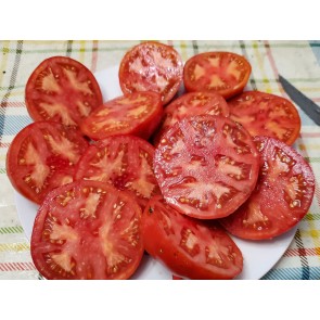 Tomato 'Wisconsin 55' Plant (4