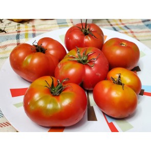 Tomato 'Trophy' Seeds (Certified Organic)