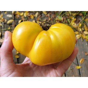 Tomato 'Basinga' 