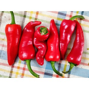 Hot Pepper ‘Espelette’