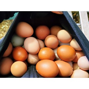Farm Fresh Chicken Eggs, Assorted (FARM PICK-UP)
