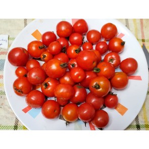 Tomato 'Tumbling Tom Red F2' Seeds (Certified Organic)