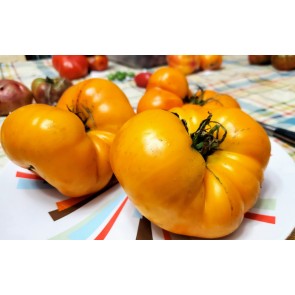Tomato 'Yellow Brandywine' Plant (4