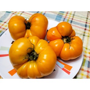 Tomato 'Yellow Brandywine'