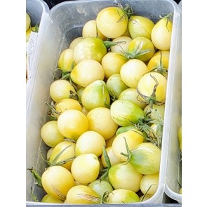 Tomato 'Old Ivory Egg' Seeds (Certified Organic)