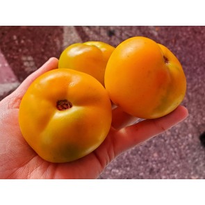 Tomato 'Czech's Excellent Yellow'