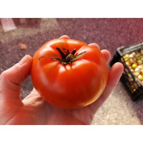 Tomato 'Trophy' Seeds (Certified Organic)