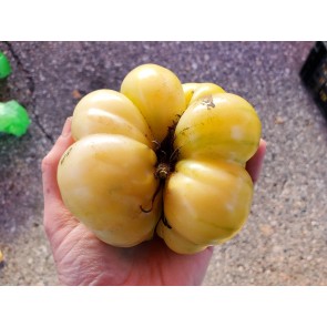 Tomato 'White Tomesol'