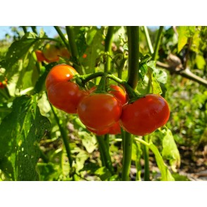 Cannibal's Tomato Seeds (Certified Organic) 