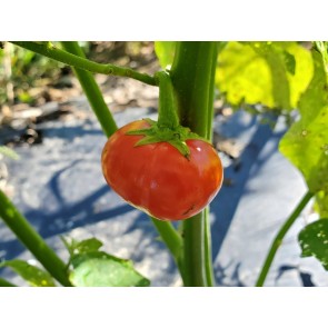 Cannibal's Tomato Seeds (Certified Organic) 