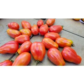 Tomato 'Sausage' Seeds (Certified Organic)