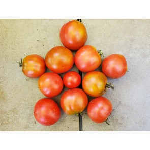 Tomato 'Glacier' Seeds (Certified Organic)