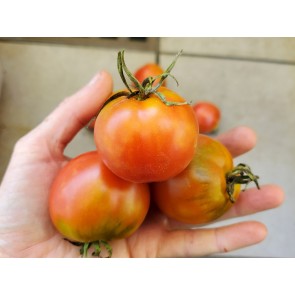 Tomato 'Glacier' Seeds (Certified Organic)