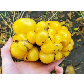 Tomato 'Yellow Reisetomate' 