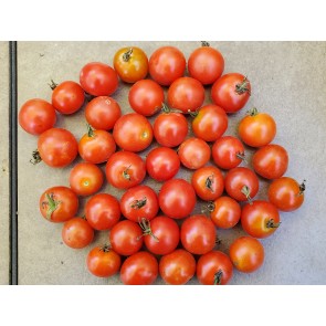 Tomato 'Little Mack Red Cherry' Seeds (Certified Organic)