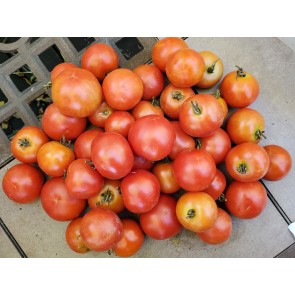 Tomato 'Matina' Seeds (Certified Organic)
