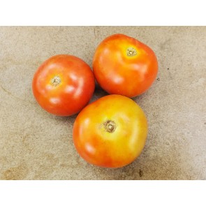 Tomato 'Tomcat F2' Seeds (Certified Organic)