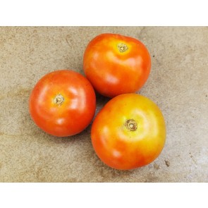 Tomato 'Tomcat F2' Seeds (Certified Organic)