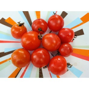 Tomato 'Maskotka' Seeds (Certified Organic)