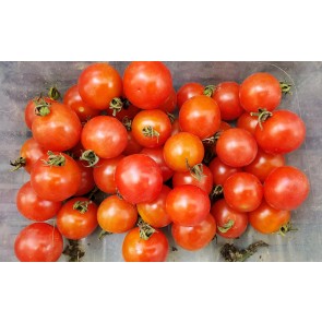 Tomato 'Mexico Midget' Seeds (Certified Organic)