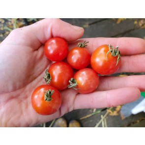 Tomato 'Mexico Midget'