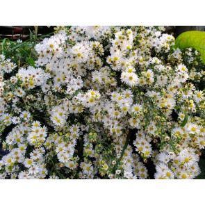 White Heath Aster AKA Wild Aster Seeds (Certified Organic)