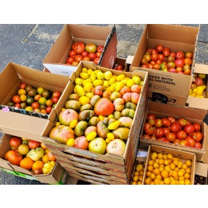 Heirloom Tomatoes - SECONDS