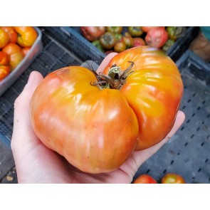 Tomato 'Giganta Zenta Semi' Seeds (Certified Organic)