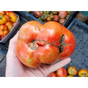 Tomato 'Giganta Zenta Semi' Seeds (Certified Organic)