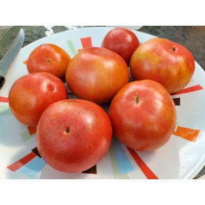 Tomato 'Goose Creek' Seeds (Certified Organic)