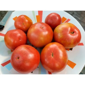 Tomato 'Goose Creek' Seeds (Certified Organic)