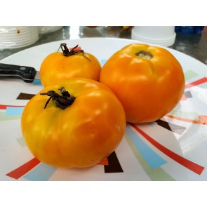 Tomato 'Golden Sunray' 