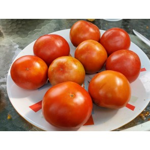 Tomato 'Earliana' Seeds (Certified Organic)