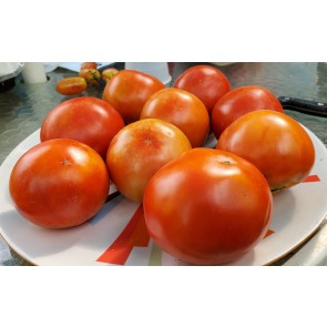 Tomato 'Earliana' Seeds (Certified Organic)