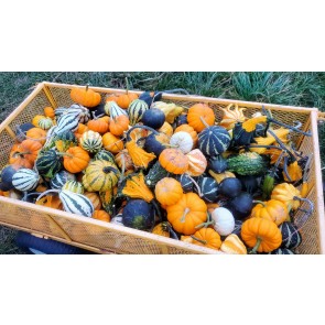 The Ultimate Gourd Seed Mix