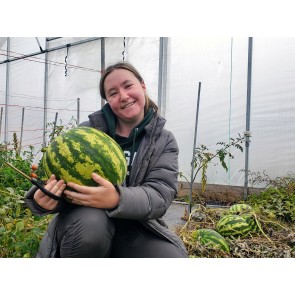 Watermelon 'Crimson Sweet'