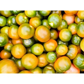 Tomato 'Evil Olive' Seeds (Certified Organic)