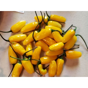 Hot Pepper ‘Bleeding Heart Yellow Cross' Seeds (Certified Organic)