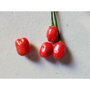 Hot Pepper ‘Bird Aji' Seeds (Certified Organic)