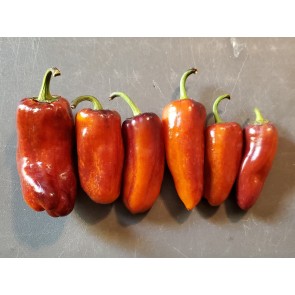 Sweet Pepper 'Pippin's Golden Honey’ Seeds (Certified Organic)