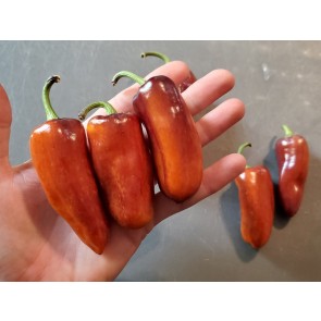 Sweet Pepper 'Pippin's Golden Honey’ Seeds (Certified Organic)