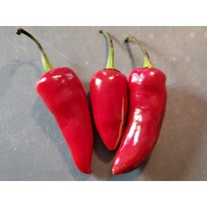 Hot Pepper ‘Fresno’ 